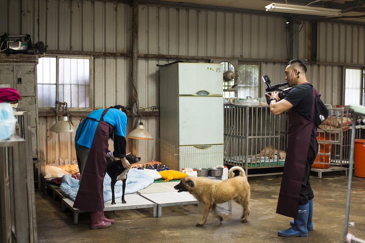 夏如芝也走進「安寧犬區」與重症及年邁的狗狗們互動，面對夏如芝溫柔地撫摸，狗狗們露出享受的模樣。中華民國保護動物協會/提供