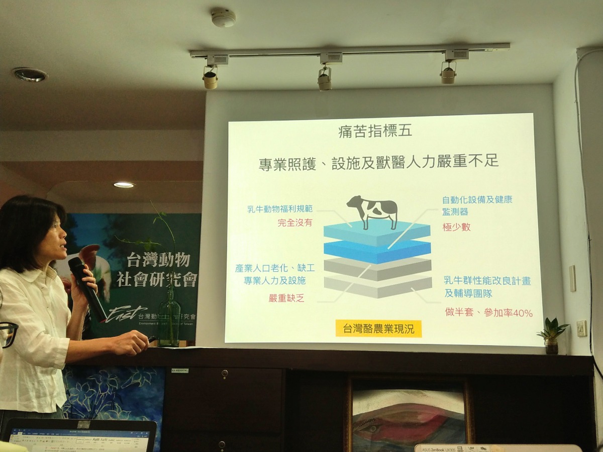 台灣動物社會研究會公布「台灣乳牛飼養五大痛苦指標」及影片，說明台灣多數泌乳牛生活在何種痛苦之中。陳璽安/攝