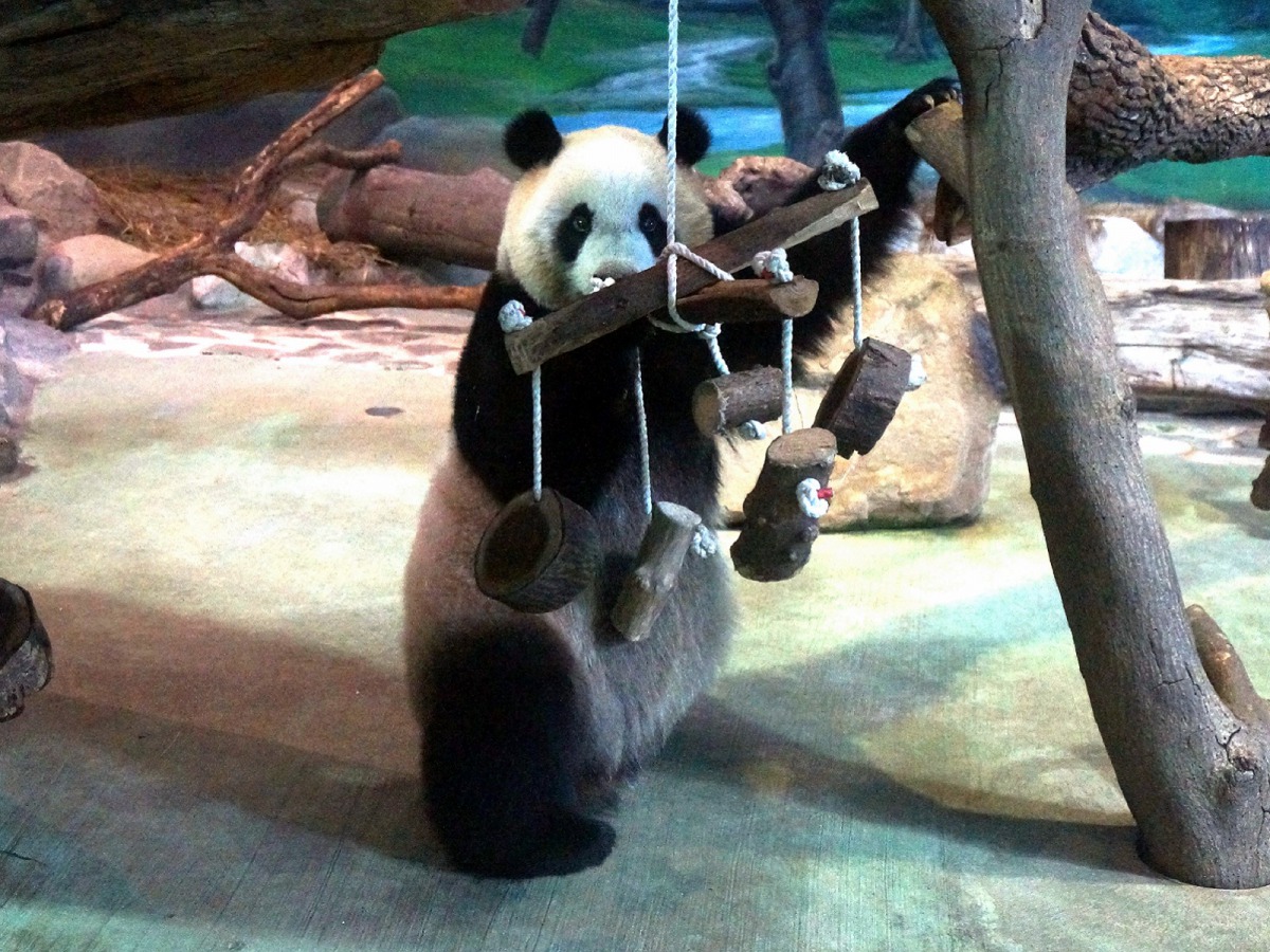 民眾到室內活動場A,就可以看到「圓仔」小時候的行豐玩具吊掛在場地中央。台北市立動物園/提供