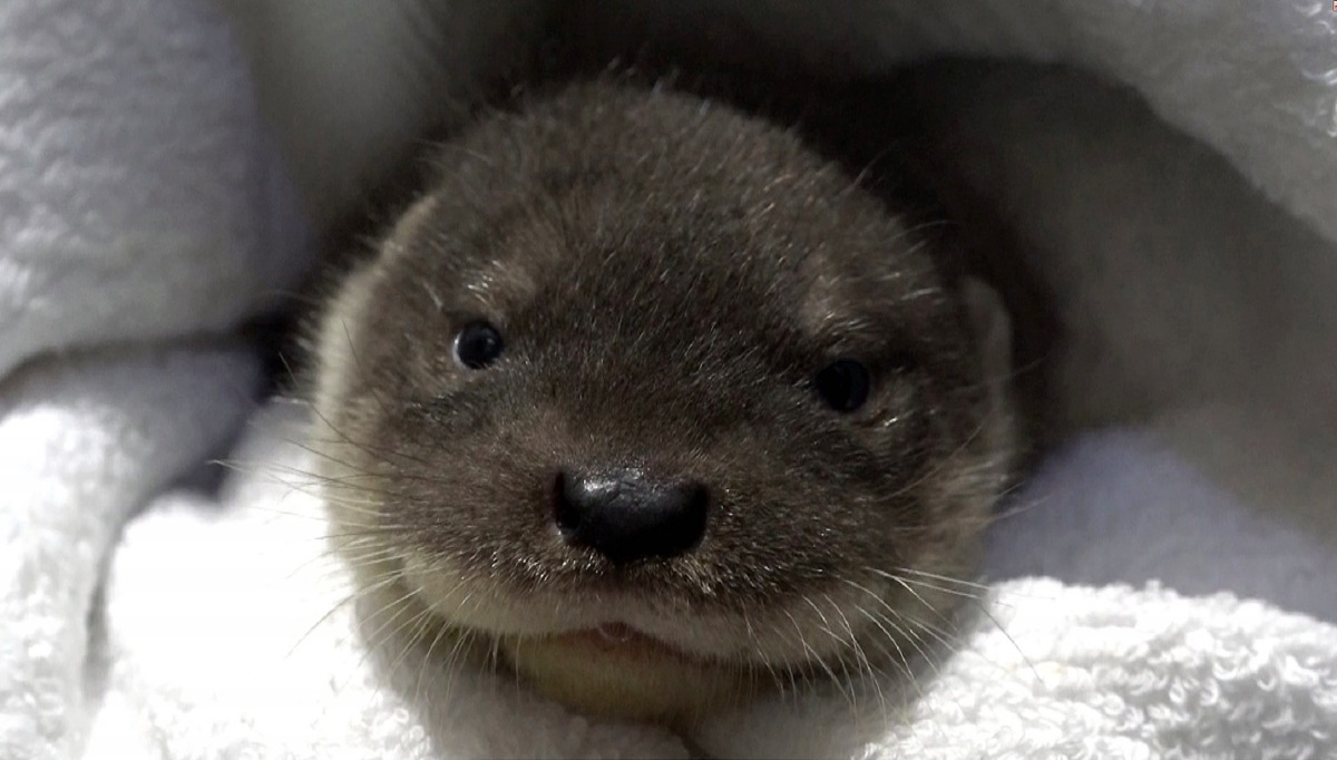 為了慶祝歐亞水獺妹妹雙滿月，台北市立動物園粉絲專頁將舉辦「水獺妹妹雙滿月-給予祝福無極限」活動。台北市立動物園/提供