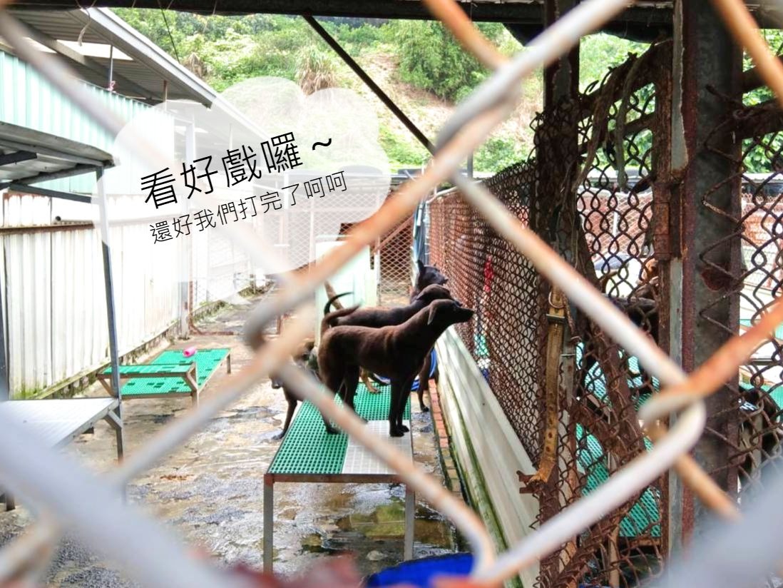 337隻狗狗的打針任務只花一個上午就完成。陳璽安/攝