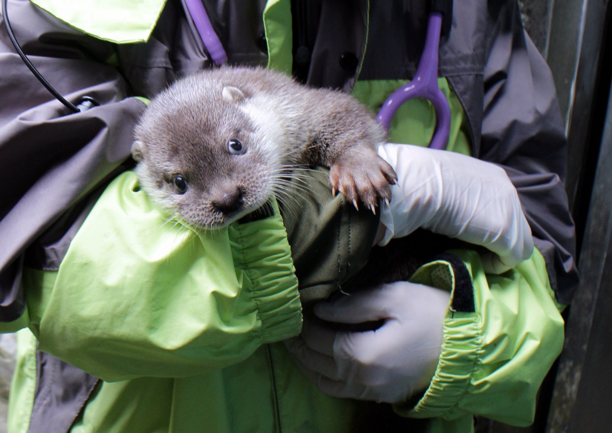 水獺寶寶「青嶼」是「小金」與「金莎」的第3個孩子。資料照，尤宣雅/