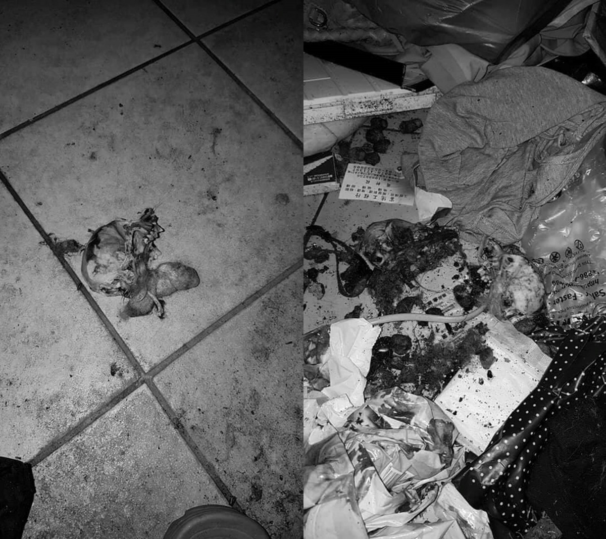 周姓租客在租屋處留下十幾條狗屍,人已消失無蹤。江和樹/提供