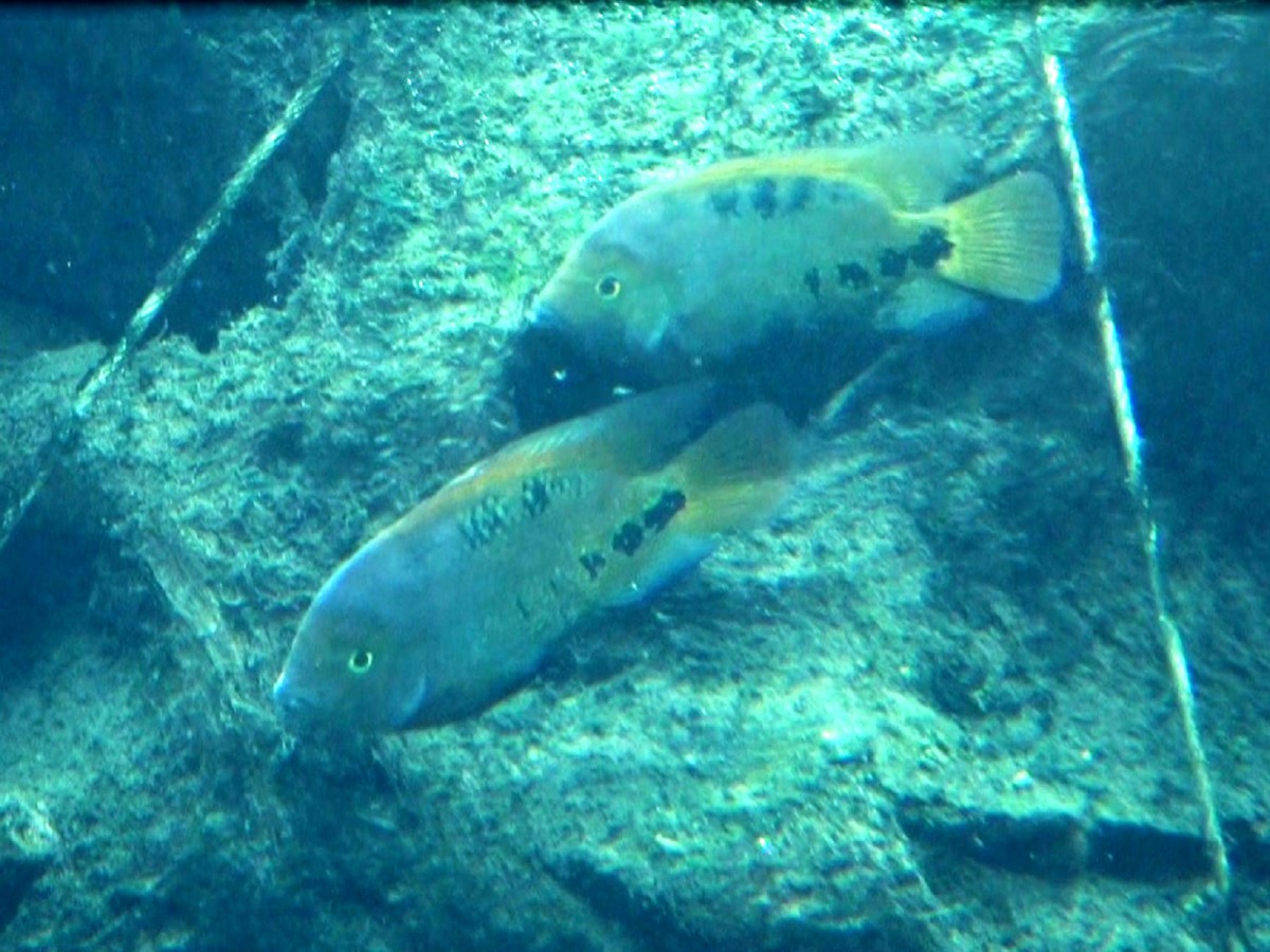 大家有機會到熱帶雨林室內館參觀時，不妨多觀察留意，看看生態魚缸中，有沒有半透明的小魚苗們，在親魚旁邊悠遊的身影。台北市立動物園/提供