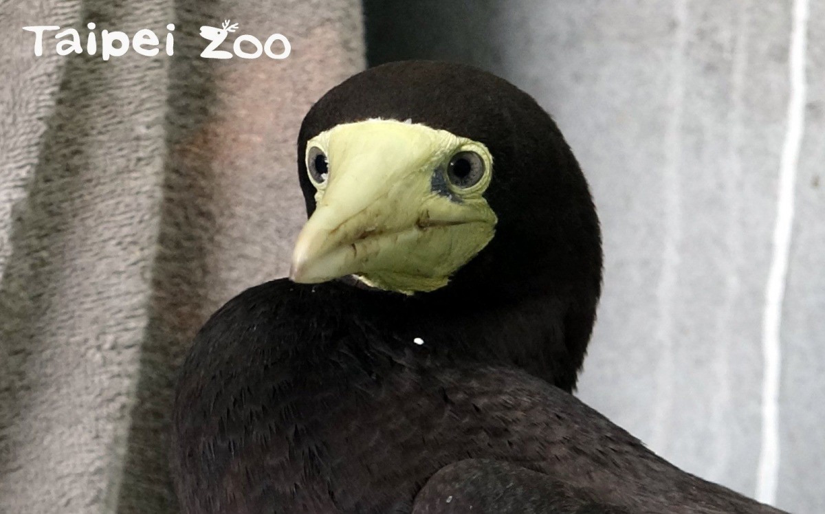白腹鰹鳥的長相奇特逗趣，獸醫師將牠暱稱為「妹妹頭」。台北市立動物園/提供