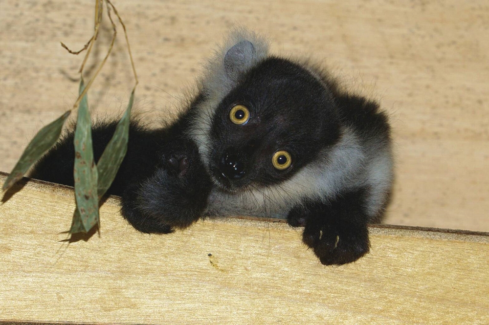 寶寶們現在身上覆蓋了一層蓬鬆的毛髮，還沒辦法判斷性別，只好耐心等牠們長大一點囉！台北市立動物園/提供