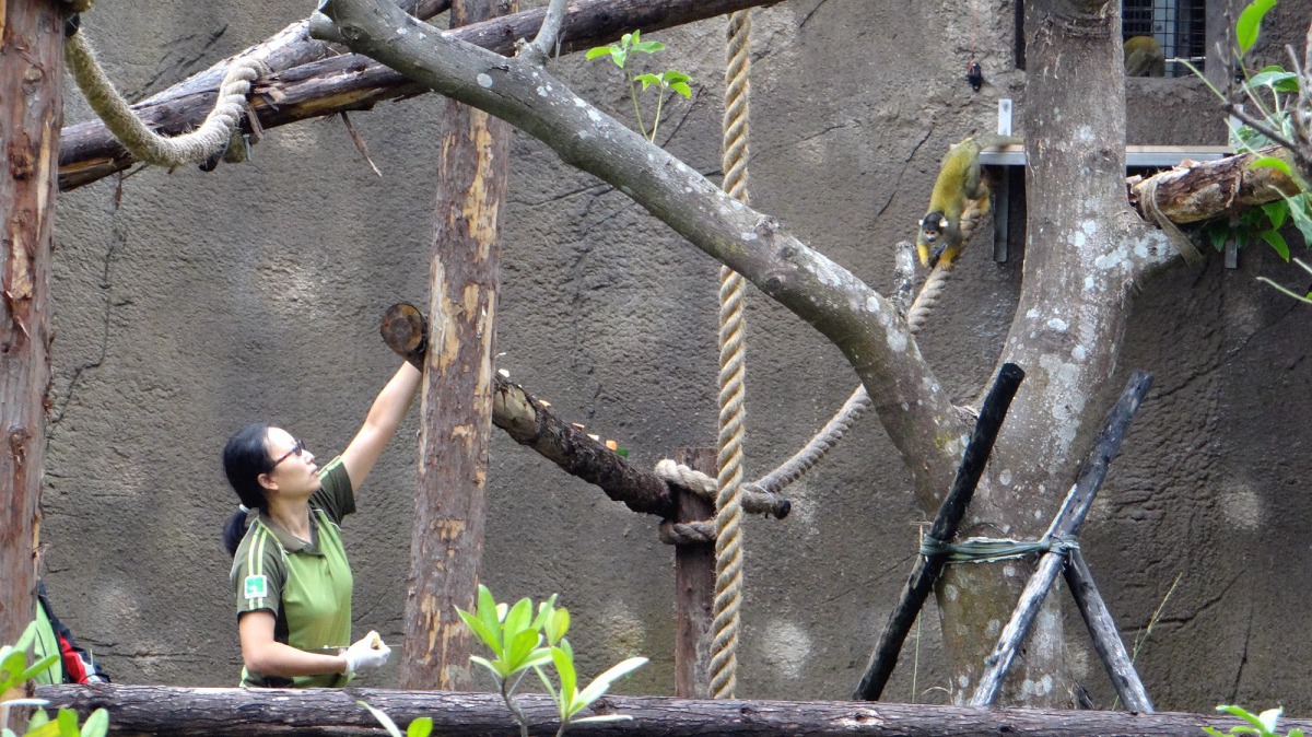 保育員準備了黑冠松鼠猴愛吃的食物,鼓勵牠們到熱帶雨林區戶外活動場探索。台北市立動物園/提供