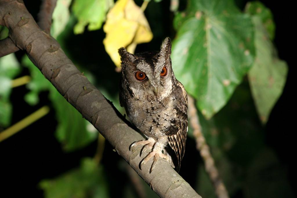 當民眾撿到領角鴞或其它野生動物，應當尋求專業協助。曾翌碩/提供
