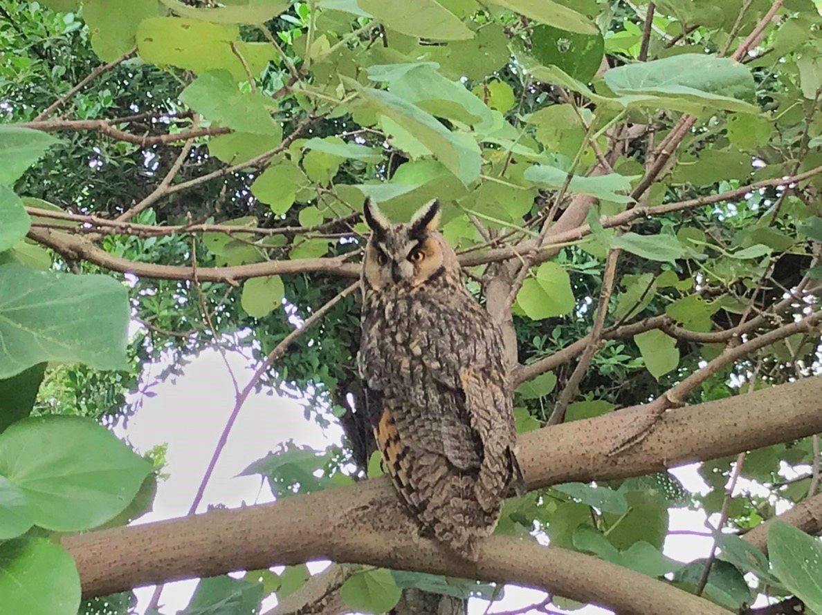 長耳鴞已恢復健康,繼續牠的旅程。新北市動保處/提供