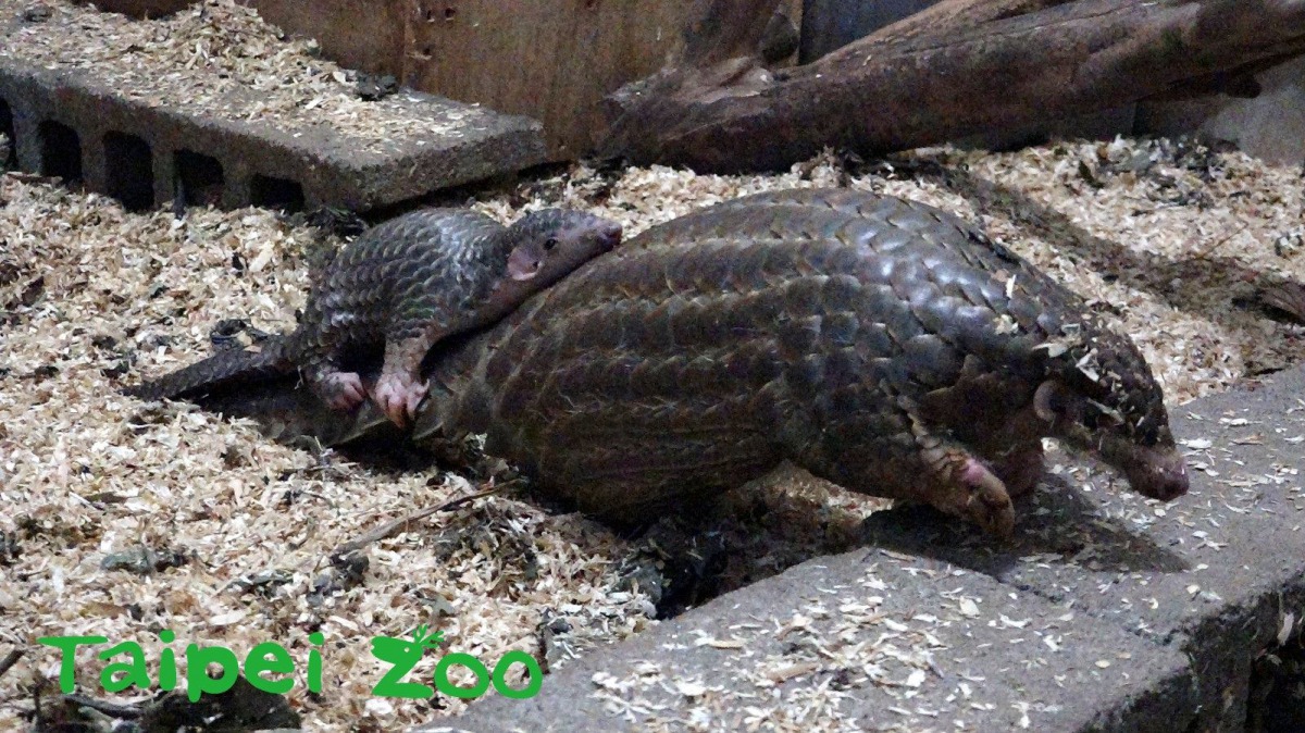 穿山甲寶寶「Dumbo」抱住媽媽「枇杷膏」的尾色搭便車。台北市立動物園/提供