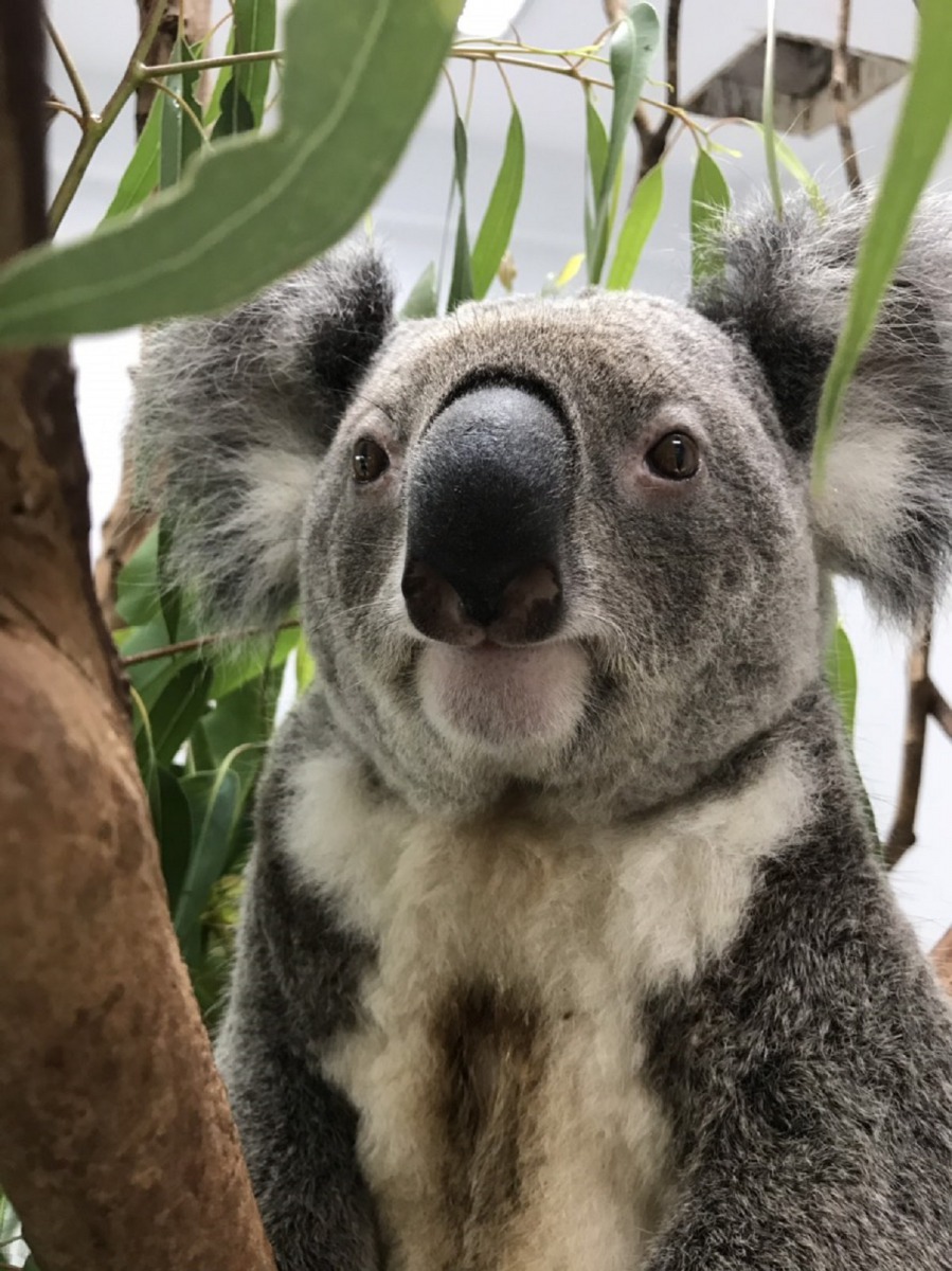 想一賭「無尾熊界暖男」的魅力嗎？快抽空前往台北市立動物園探望「金鋼狼」吧！許莉芳/提供