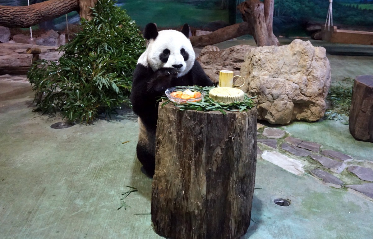 大貓熊「圓圓」開心享用中秋節茶點。台北市立動物園/提供