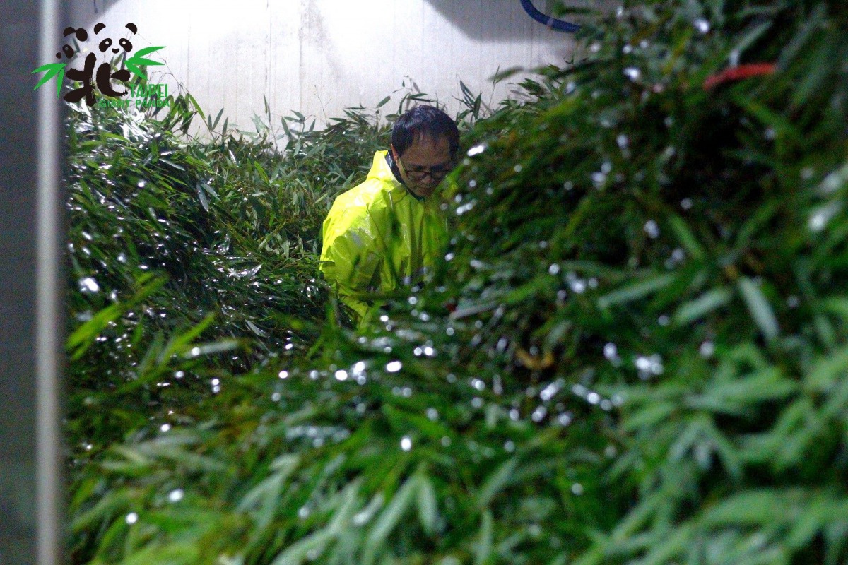 大貓熊專用的竹葉數量十分驚人,竟然需要整整一個房間這麼大的冷藏室儲存。台北市立動物園/提供