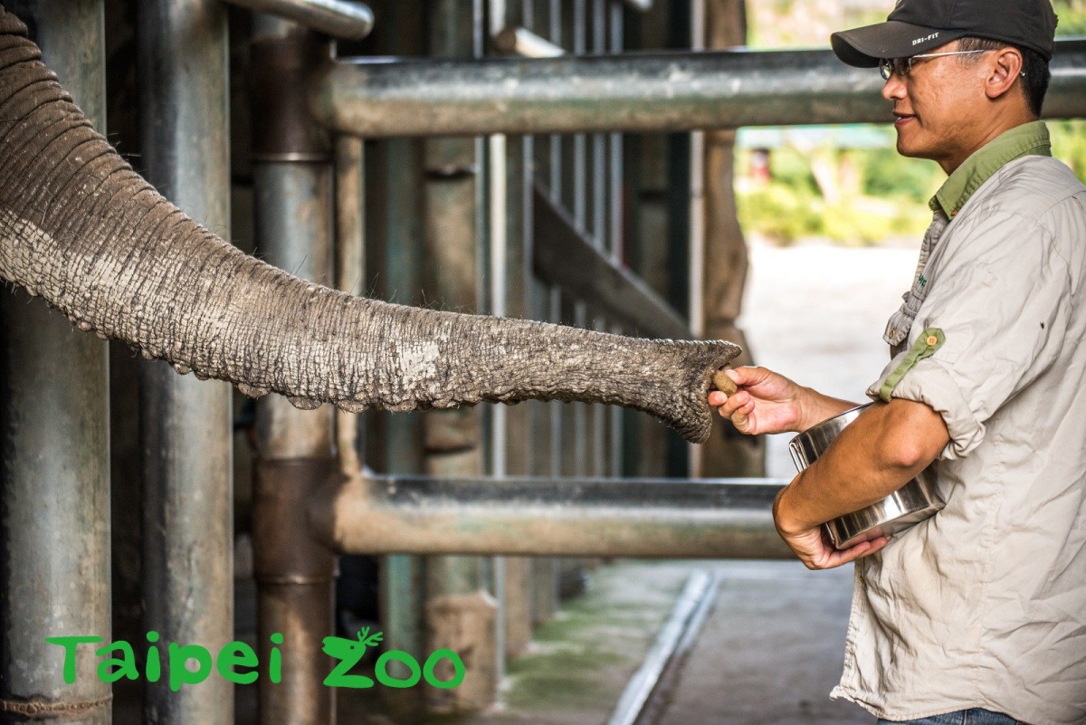 大象的鼻子就如同人類的手一般,是牠們賴以用來拿取東西或吃飯的重要部位,不能無緣無故隨意碰觸。台北市立動物園/提供