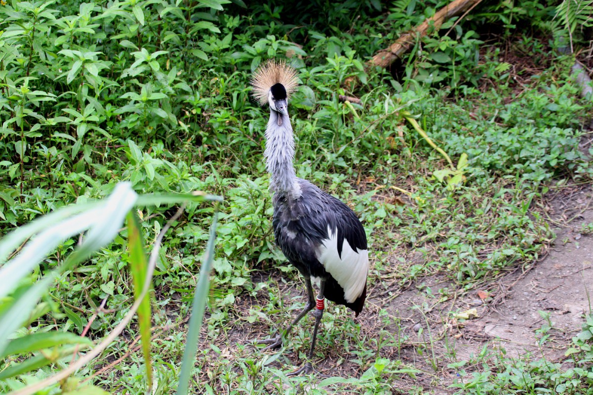 如果民眾有機會在台北市立動物園中遇到牠們,請務必保持適當距離,避免被牠們啄傷了喔!台北市立動物園/提供