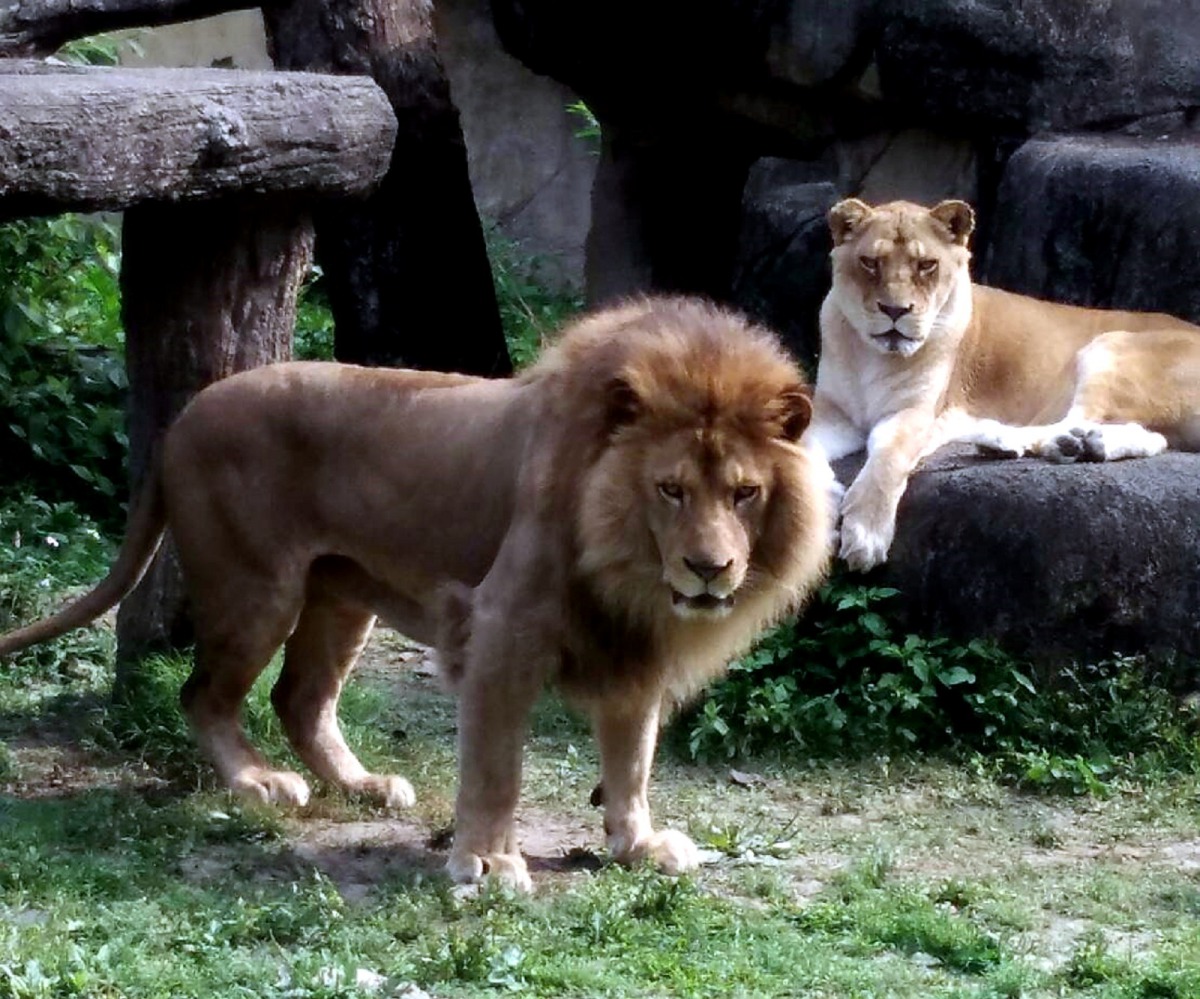 大型貓科動物主要以帶骨生肉為主食。圖為非洲獅,鄭啟宏、台北市立動物園/