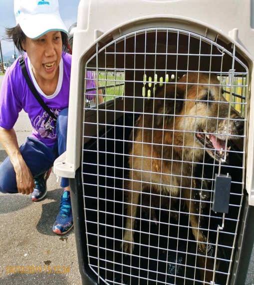 「蛋黃哥」親人又討喜，已找到幸福的新家。新北市動保處/提供