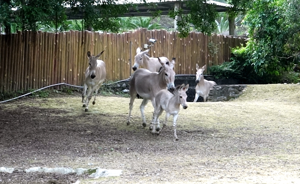 台北市立動物園非洲野驢戶外活動場的設計，讓民眾可以近距離體驗大型草食獸從身旁跑過的震憾！台北市立動物園/提供