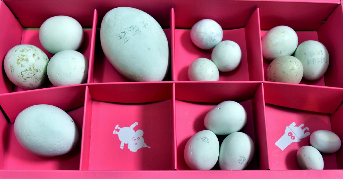 動物園製作過的假蛋種類非常多,大型如鴕鳥蛋,小型如栗喉蜂虎蛋,大的小的通通嘗試過。台北市立動物園/提供