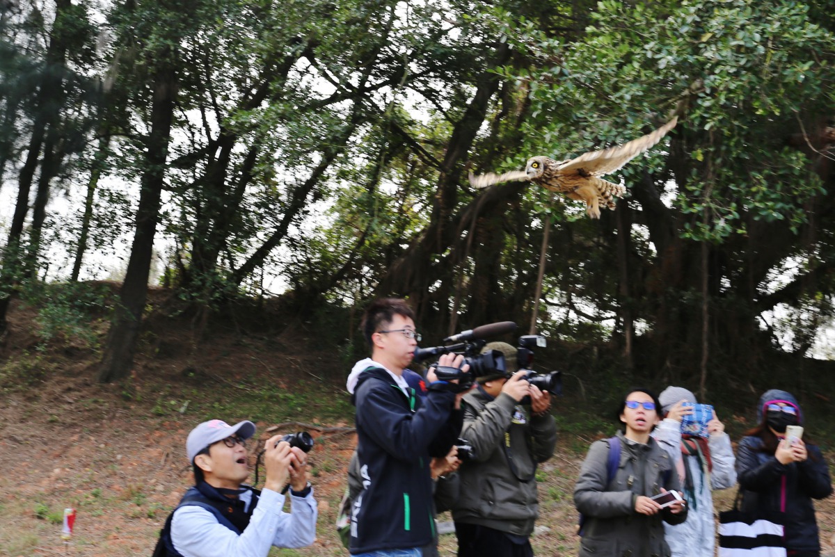 短耳鴞順利重返自然。金門縣建設處/提供