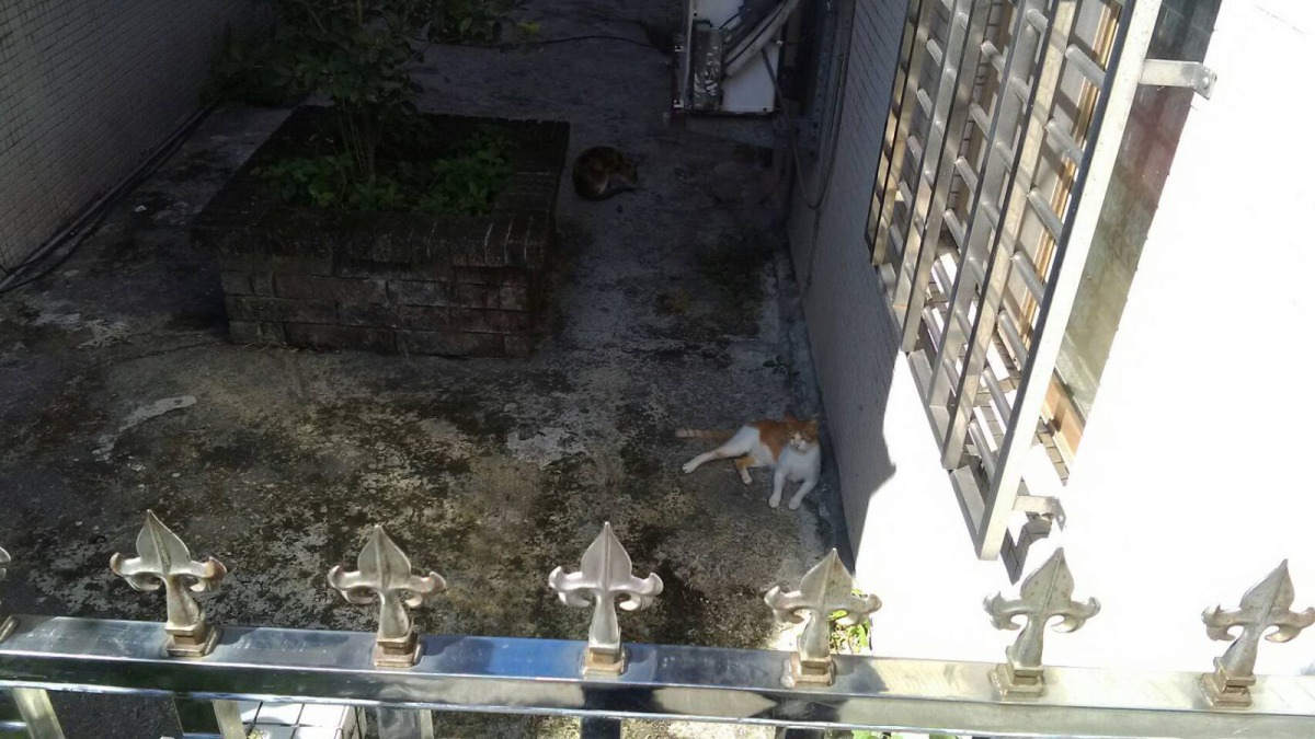 新北市動保處人員到場時，現場還有兩隻浪貓愜意地躺臥在地上。新北市動保處/提供