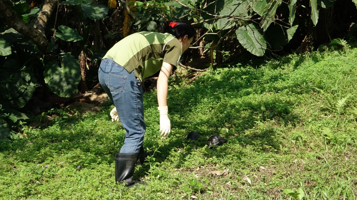 風和日麗的日子，保育員帶著象龜寶寶們到戶外曬太陽吸收陽光中的紫外線，幫助鈣質吸收。台北市立動物園/提供