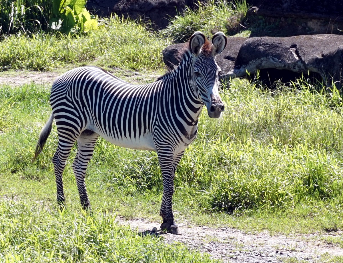 格利威斑馬「莉梅」的個性較為孤僻,不愛和其他室友打交道。台北市立動物園/提供