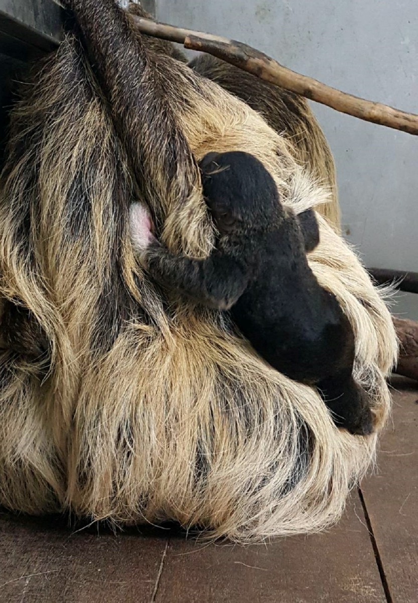 根據保育員觀察,新生的二趾樹獺寶寶「葉紫」,除了喝奶時間會在媽媽懷裡,經常抱牠的是「葉藍」或「葉靛」。台北市立動物園/提供