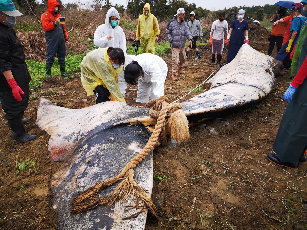 解剖作業以分組方式進行，工作人員還須在過程中小心腔體內的腐敗氣體噴出。取自海保署粉絲專頁