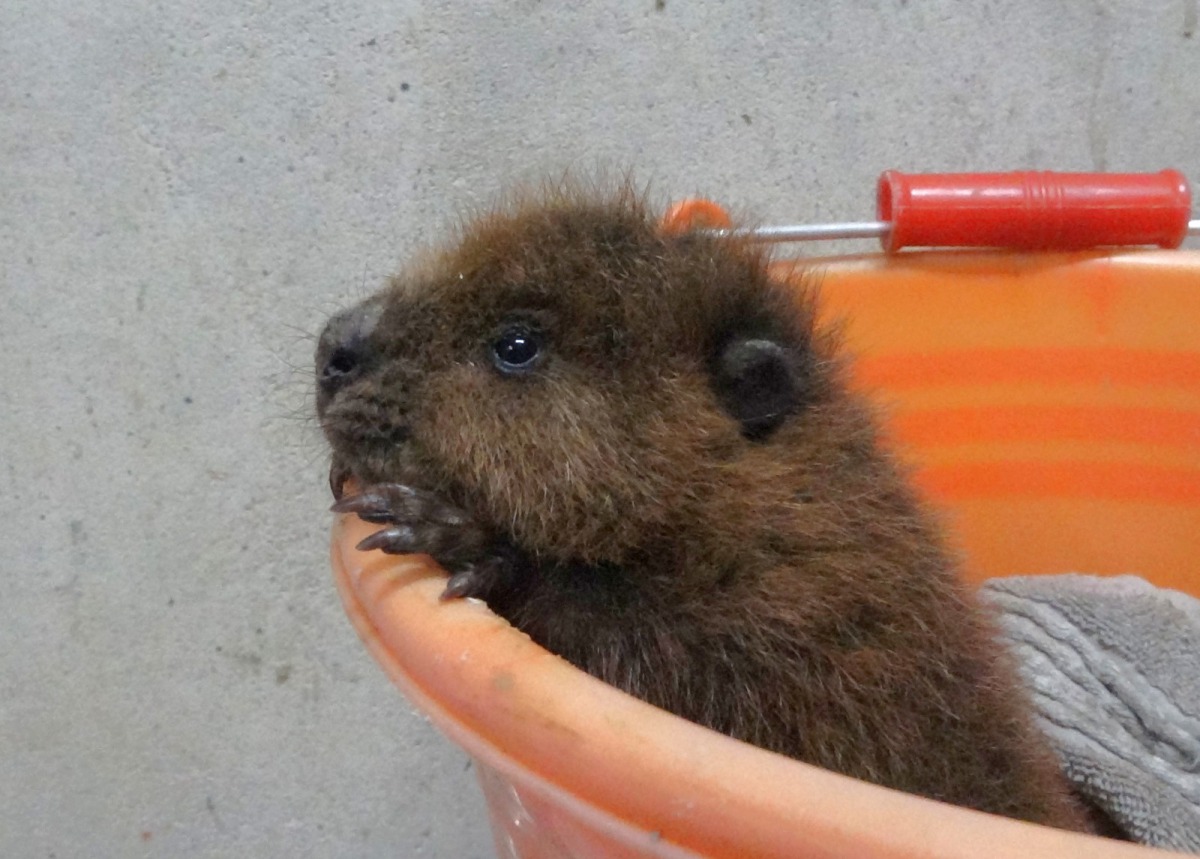 河狸寶寶量體重時的呆萌模樣。台北市立動物園/提供