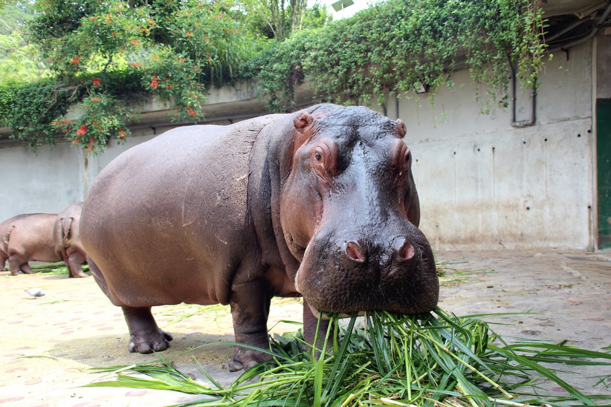 河馬滿心歡喜地品嚐新鮮牧草。台北市立動物園/提供
