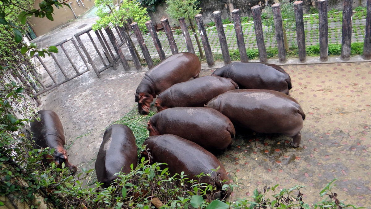 河馬們都非常期待有下午茶可以享用的日子！台北市立動物園/提供