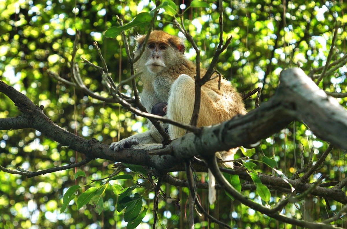 紅猴的三角愛情故事曲折離奇，究竟誰才是孩子的爸爸？著實讓保育員傷透腦筋！詹德川/攝
