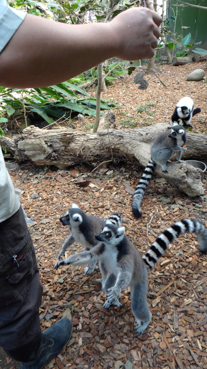 環尾狐猴雖然攀爬和跳躍能力一流，但更喜歡在地面層活動。台北市立動物園/提供