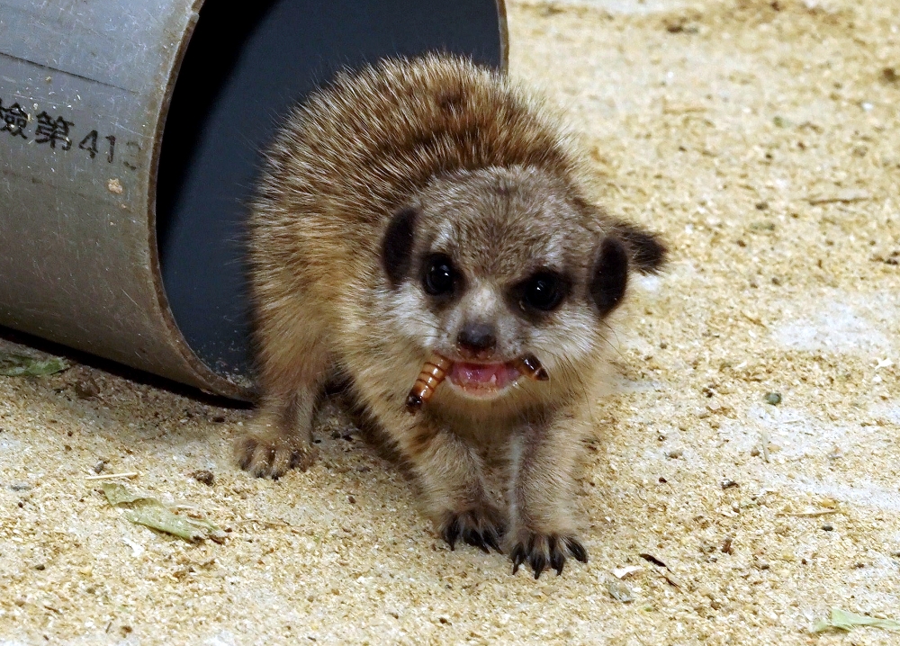 狐獴的小寶寶也愛吃麵包蟲。台北市立動物園/提供