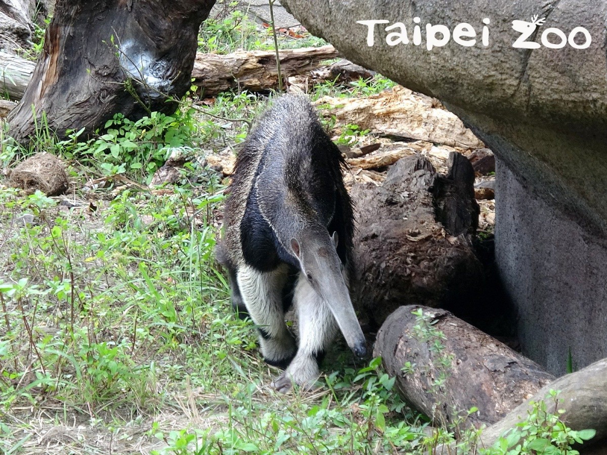 戶外區的動物會自己找尋背風處躲避寒風吹襲，圖為大食蟻獸。台北市立動物園/提供