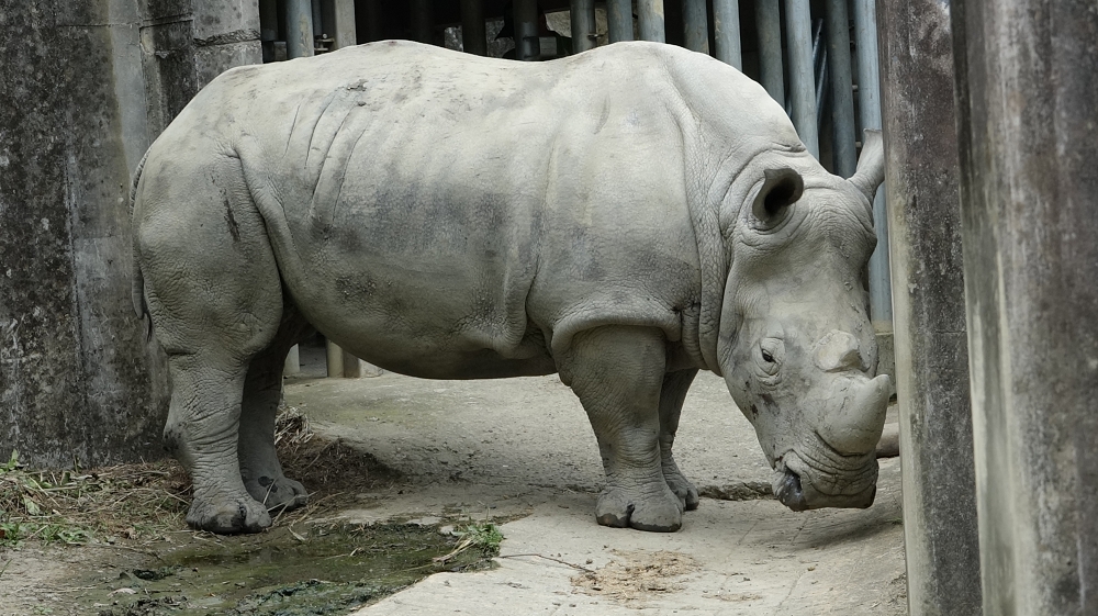 歡迎大家常到非洲動物區拜訪白犀牛奶奶「犀慧」。台北市立動物園/提供