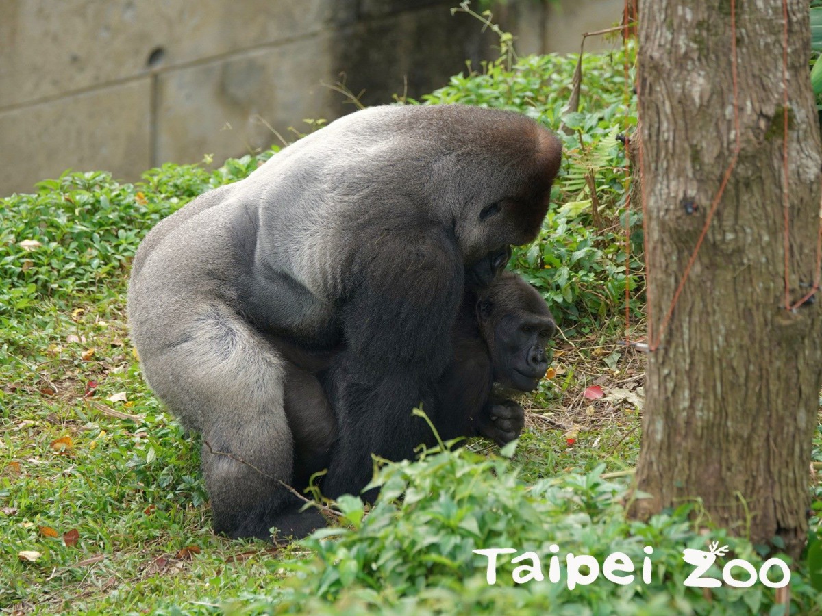 保育員曾目擊「迪亞哥」正在和「Tayari」或「Iriki」傳宗接代的畫面,,圖為金剛猩猩「迪亞哥」和「Iriki」交配。台北市立動物園/提供