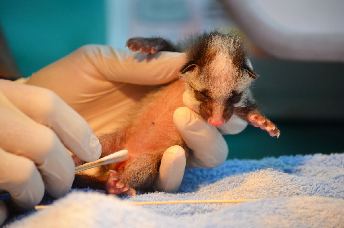 救傷也是獸醫師很重要的任務之一,圖為拾獲野生的白鼻心寶寶進行護理。台北市立動物園/提供