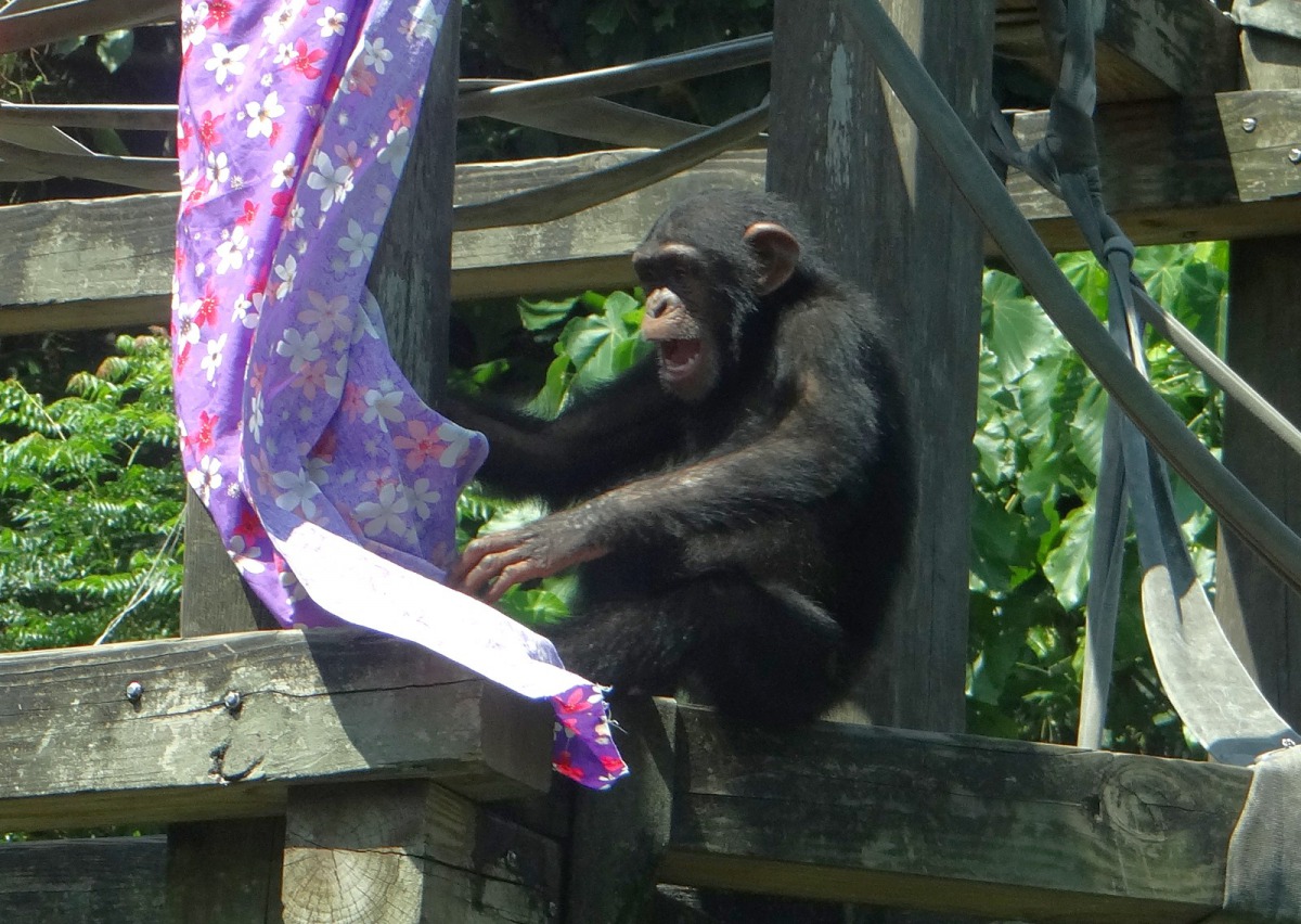 看到那麼多色彩艷麗的花布，黑猩猩「娃智」顯得很開心！台北市立動物園/提供