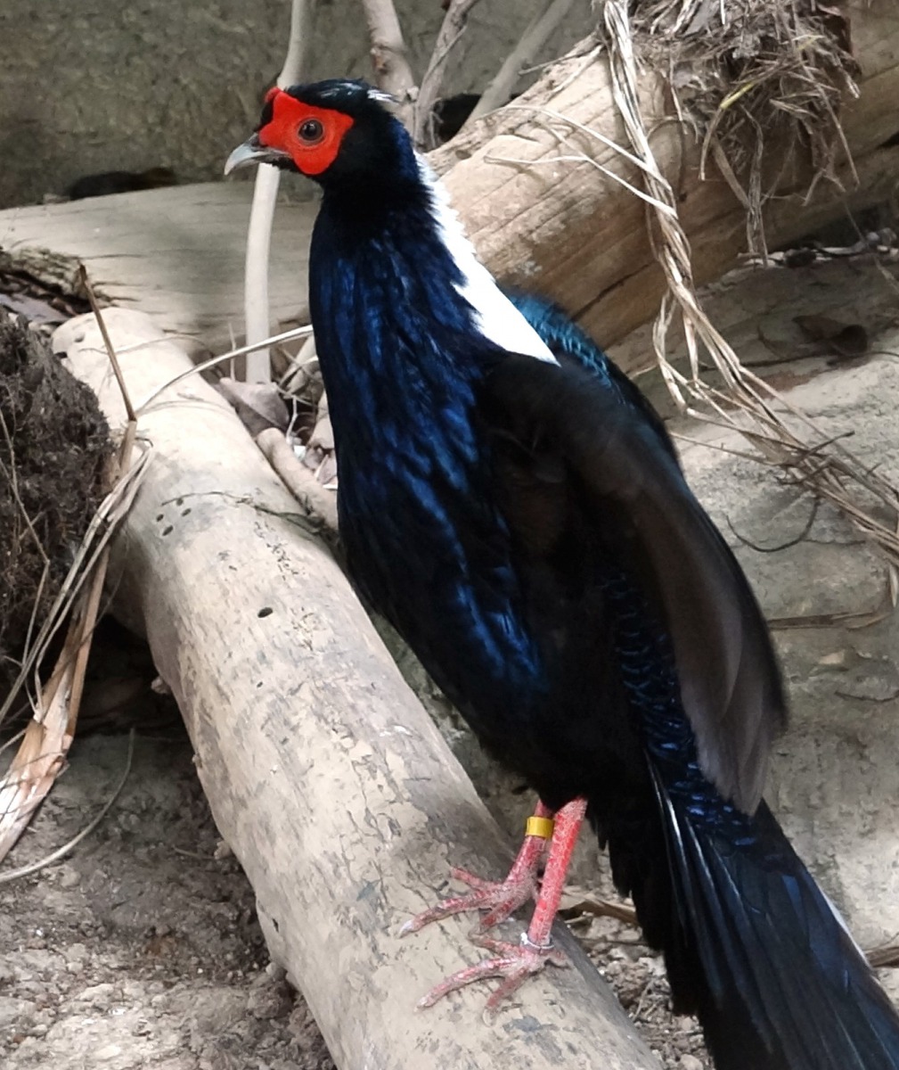 藍腹鷴爸爸「藍嘟嘟」。台北市立動物園/提供