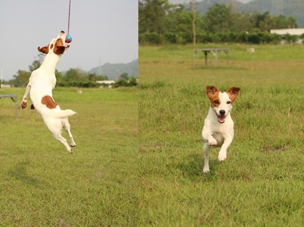 嬌小的樂樂登高鑽地都不怕,是內政部消防署特種搜救隊中的特殊專用功能搜救犬。資料照,周聰吉/提供