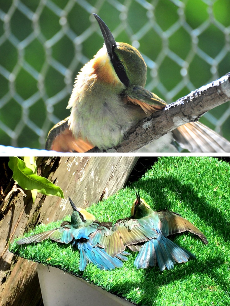 栗喉蜂虎正在享受日光浴。王韋政/攝，台北市立動物園/提供