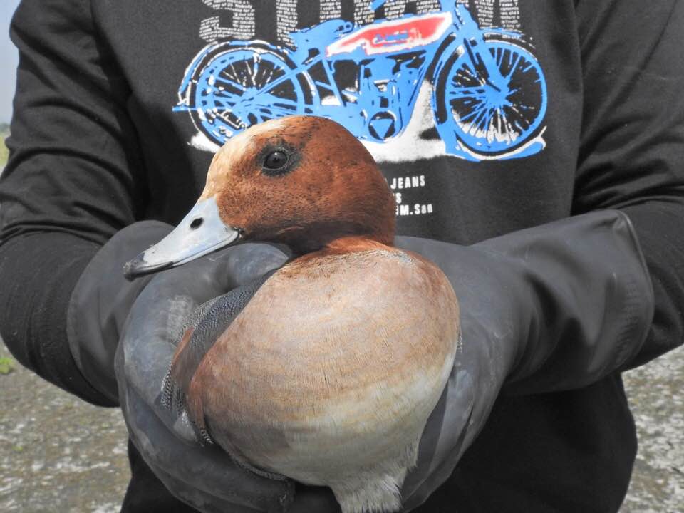 志工將生病的赤頸鴨帶回醫治。林昆海/提供