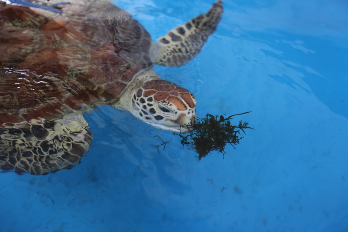 保育員黃富榆表示:「這四隻海龜都是靠大家溫馨接力才有存活下來的。」圖為綠蠵龜「鐵支」。金門縣建設處/提供