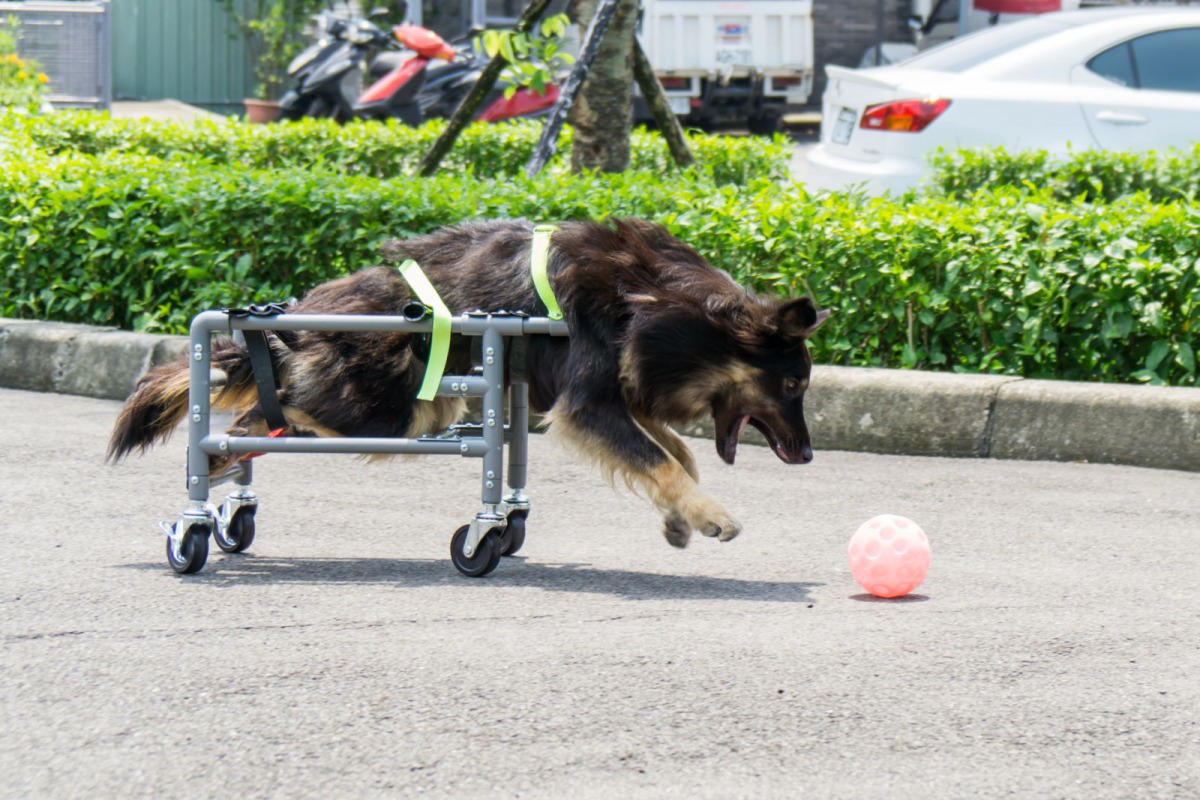 使用輪椅的狗一樣能追逐玩球。新北市動保處/提供