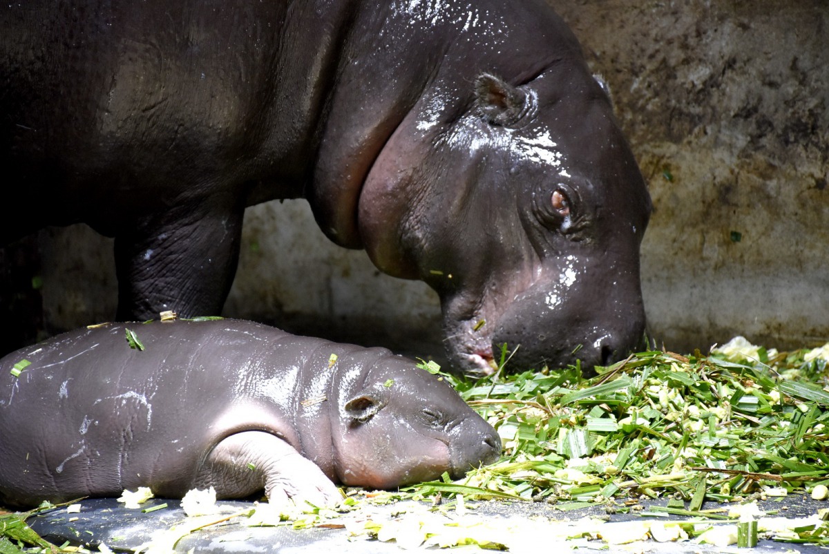 用餐中的「春圓」與睡覺中的寶寶。壽山動物園/提供