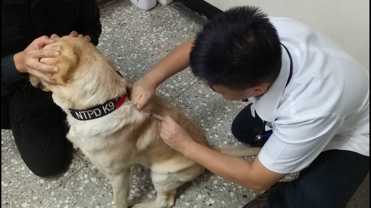 警犬們跟大家養的狗一樣，每年都會打狂犬病及預防針。新北市動保處/提供