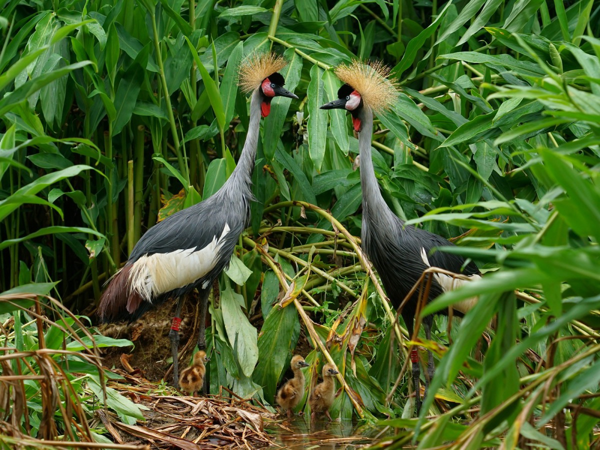 冠鶴是早熟性的鳥類，孵化後沒幾天就會跟著親鳥到處學習。詹德川/攝