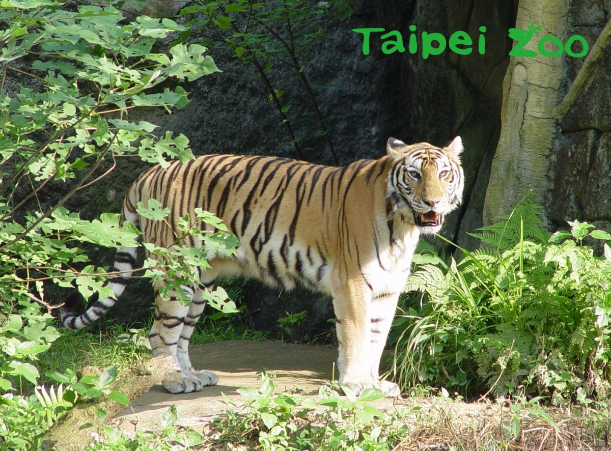 孟加拉虎的尾巴有驅趕蚊蟲、置於水中降低體溫、保護及戰鬥等作用。台北市立動物園/提供